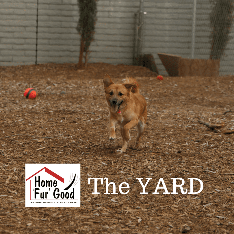 the Yard